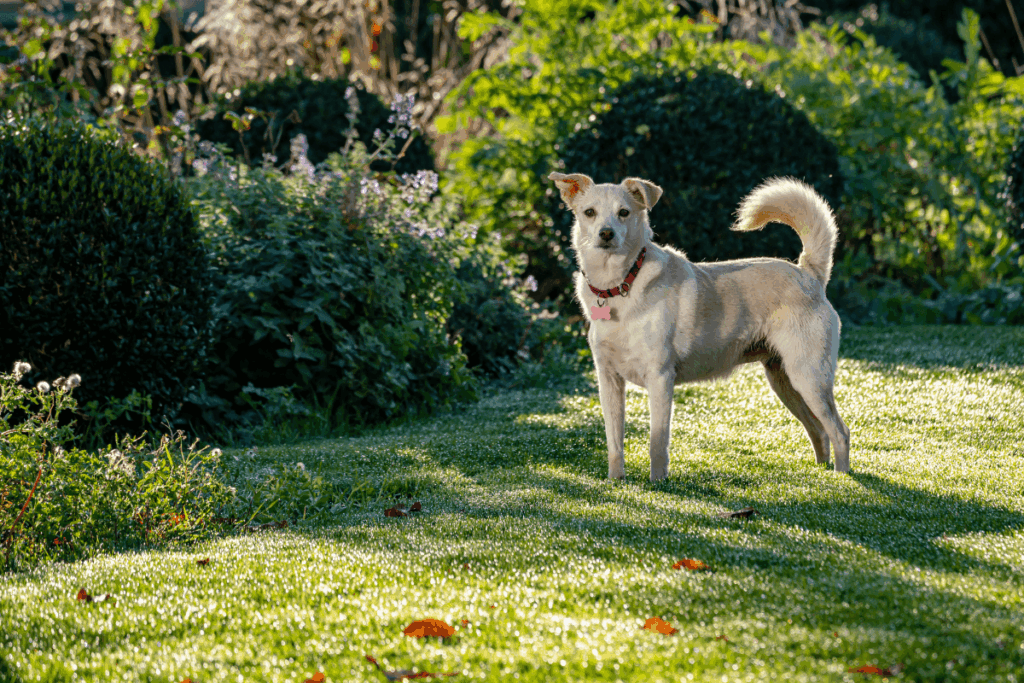 mieszkanie z ogródkiem